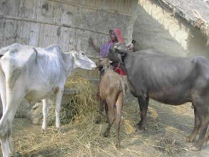 Poverty Alleviation Project
